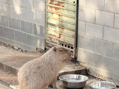 -合肥野生动物园