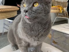 -共舞时光猫咖·狗咖(新街口店)
