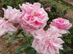 -人民公园(罗湖区)