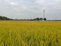 -上海佘山国家森林公园天马山园