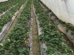 -青浦采草莓天天草莓园