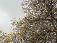 -松山湖梦幻百花洲