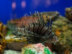 -上海海洋水族馆