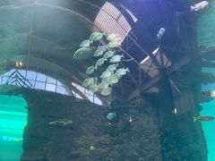 -凤凰轩·尾牙宴·生日宴(十里银滩店)