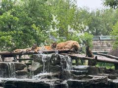 -北京野生动物园