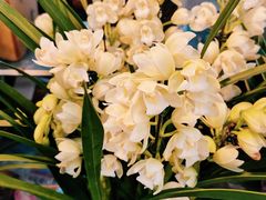 -双季花艺园艺市场(浦东店)