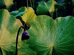 -莲花池公园
