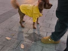 -艾贝尔宠物医院 ·内科全科(梁溪路店)