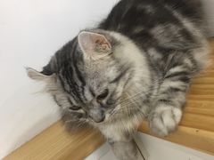 -李小姐の猫咖啡馆(五角场店)
