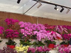 -龙大花卉苗木市场