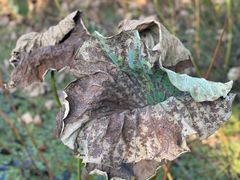 -洪湖生态旅游区