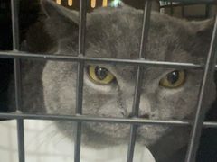 -佑安动物医院·全科·内窥镜中心(幸福巷店)