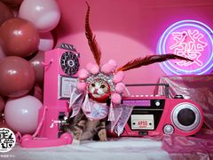 -超宠爱宠物摄影-Super pet