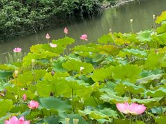-金山公园