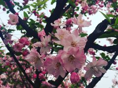 -秀丽东方