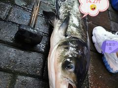 -全乐鱼馆·淳牌有机鱼直营店