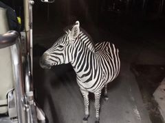 -清迈夜间动物园