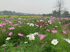 -海珠湖公园
