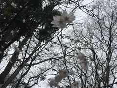 -武汉大学-樱园