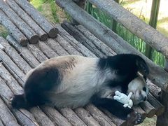 -大连森林动物园