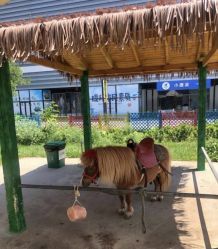 -萌宠亲子动物乐园(槐房万达店)