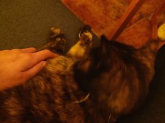 -Sirena海妖日咖夜酒