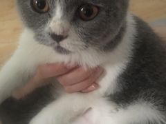 -喵店&猫咖
