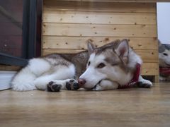 -Husky Go! 哈士奇体验馆·宠物咖啡厅狗咖