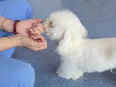 -顺强宠物诊所·狂犬免疫·夜诊·骨科(嘉定店)