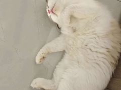 -东方名猫馆·英短金渐层布偶猫舍(环线广场1号楼店)