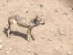 -新疆天山野生动物园