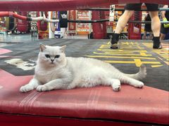 -拳盛时代拳击俱乐部(北京路店)