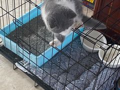 -屋虎猫馆(宝安大仟里店)