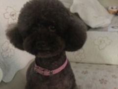 -谐和贝康宠物医院24小时·宠保定点(急重症转诊中心)