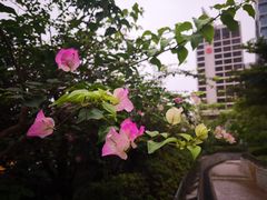 -九龙公园