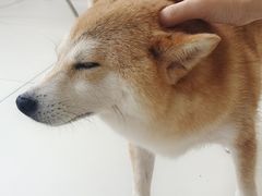 -怪兽屋·羊驼·猫咖·狗咖(俊华广场店)