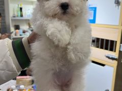 -唐小姐の猫狗洗护·购宠旗舰店(周浦万达店)