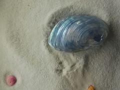 -青岛贝壳博物馆