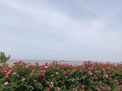 -上海滨江森林公园