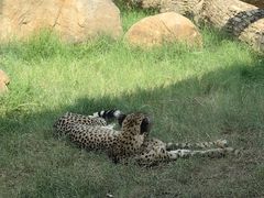 -武汉动物园