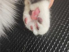 -瑞鹏宠物医院·夜间急症·心超·猫科(祖庙分店)