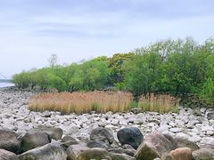 -上海吴淞炮台湾国家湿地公园