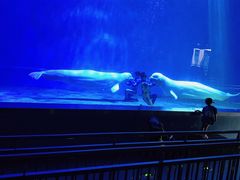 -芜湖新华联大白鲸海洋公园