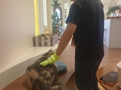 -有猫主题·治愈系猫咖(曾厝垵店)