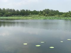 -溱湖国家湿地公园