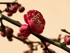 -红梅公园