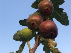 -新塘水果乐园(东洲大道店)