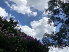 -深圳仙湖植物园-停车场