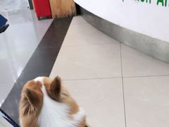 -爱侣宠医·鹦鹉专科·小型哺乳类·异宠专科(灵石路店)