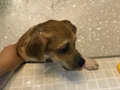 -PETKIT 小佩宠物·低压洗护·美容·寄养(安远店)